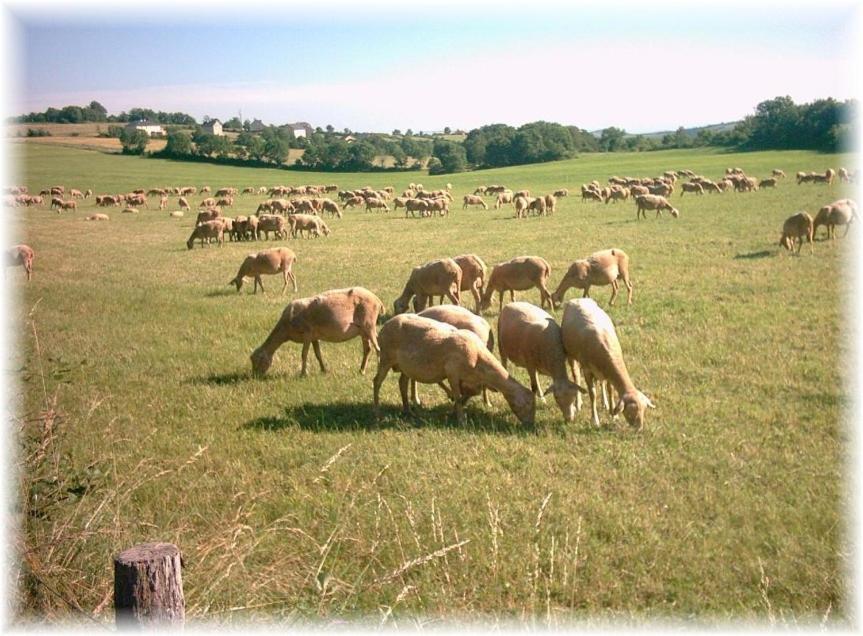 Les Palmiers Des Causses Βίλα Saint-Rome-de-Tarn Εξωτερικό φωτογραφία